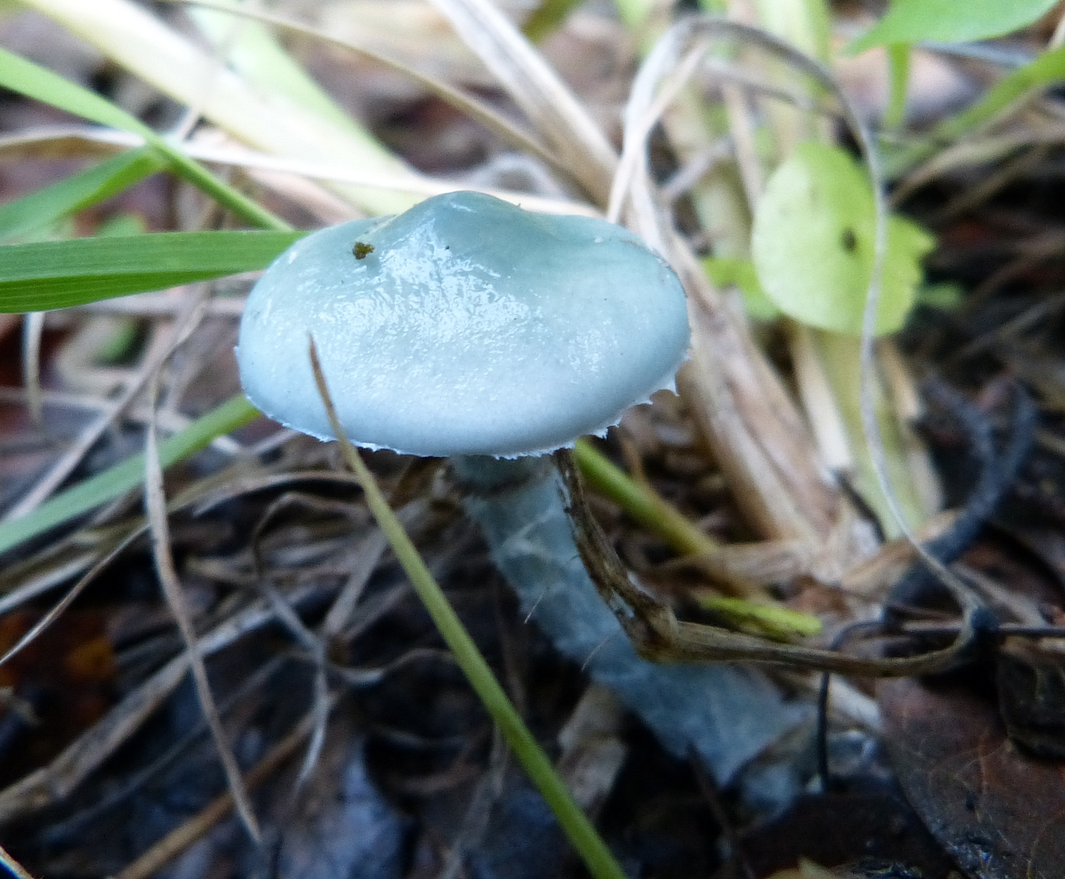 Stropharia pseudocyanea